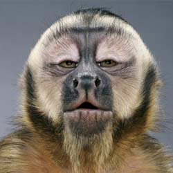 Monkey Picked Tea Oolong Tea