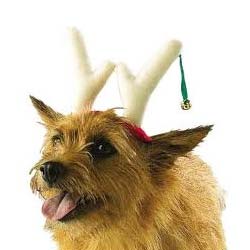 Wuf! Bin ich nicht ein süßer Reindeer Dog! Reindeer Dog | Hundezubehör @ Mega Gadgets