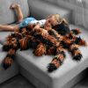 Reuze Tarantula Knuffel