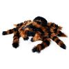 Reuze Tarantula Knuffel
