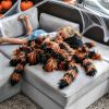 Reuze Tarantula Knuffel