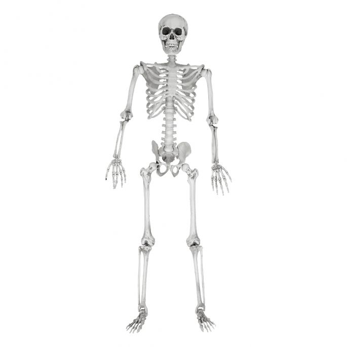 Human Size Skelet - 170cm - Realistisch Design - Halloween Decoratie - Levensecht Lijkend Skelet