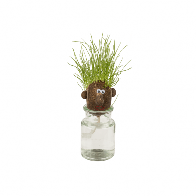 Meneer Gras Hoofd - Grass Head 