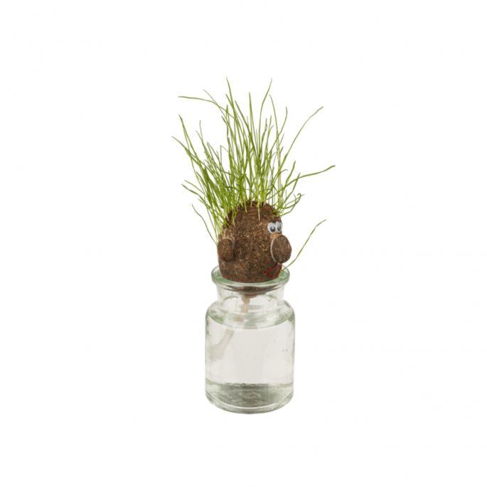 Meneer Gras Hoofd - Grass Head 
