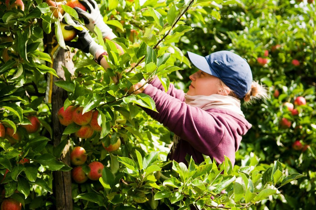 Appels Plukken | MegaGadgets